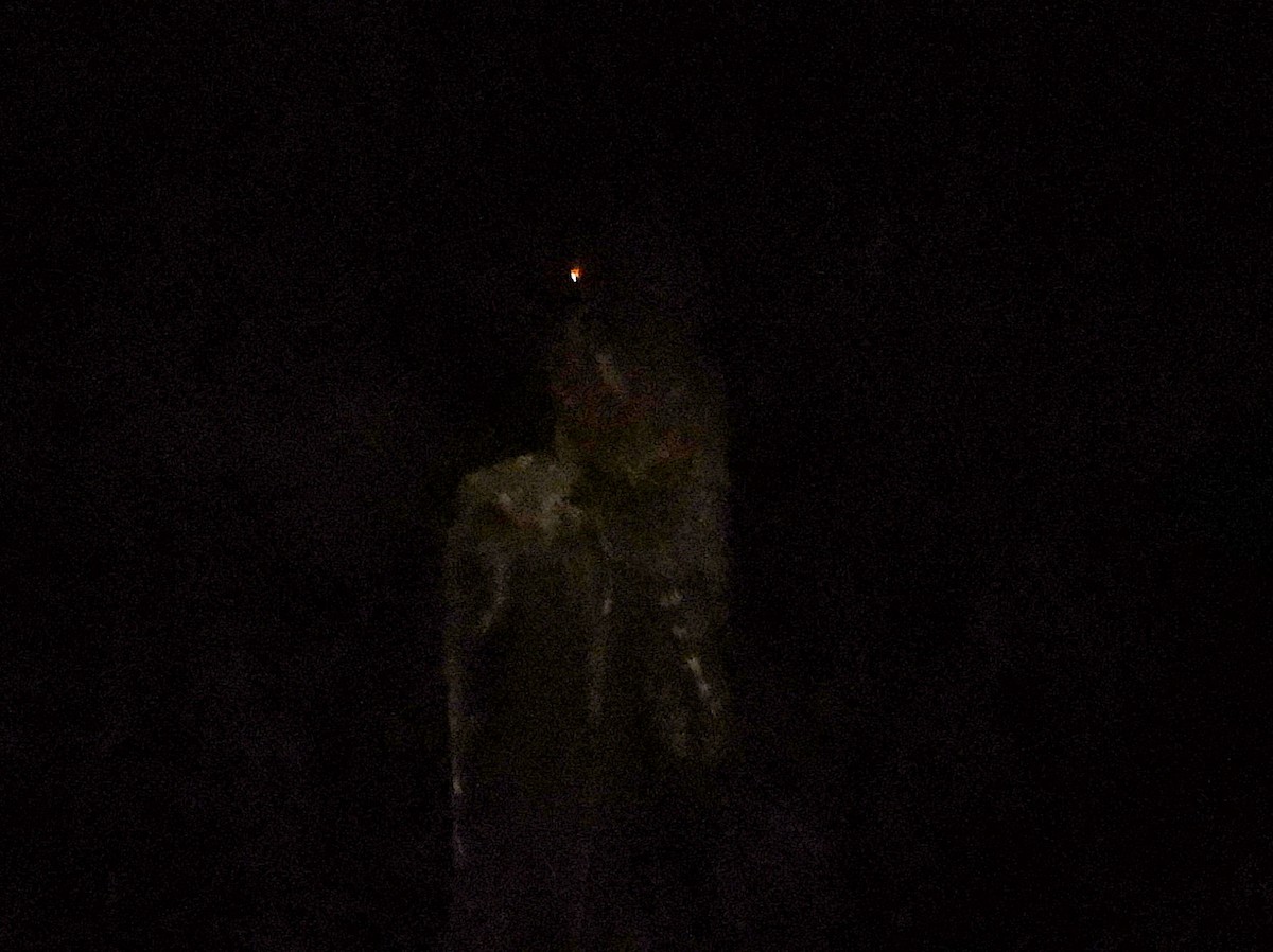 Common Potoo - ML624240514