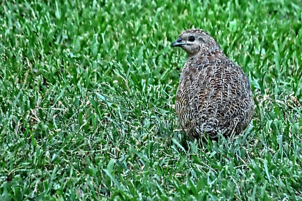 Brown Quail - ML624240532