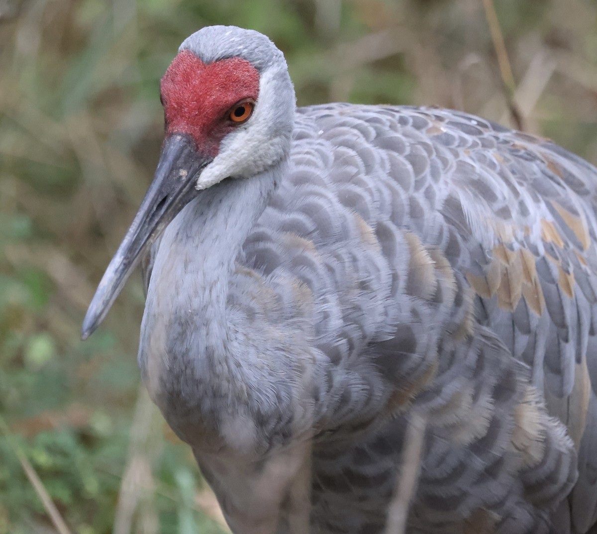 Sandhill Crane - ML624240534