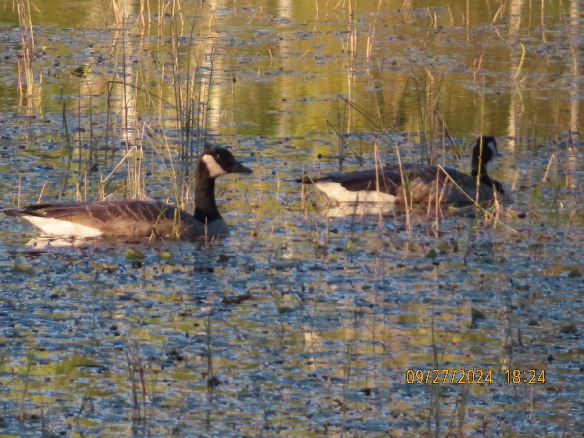 Canada Goose - ML624240537