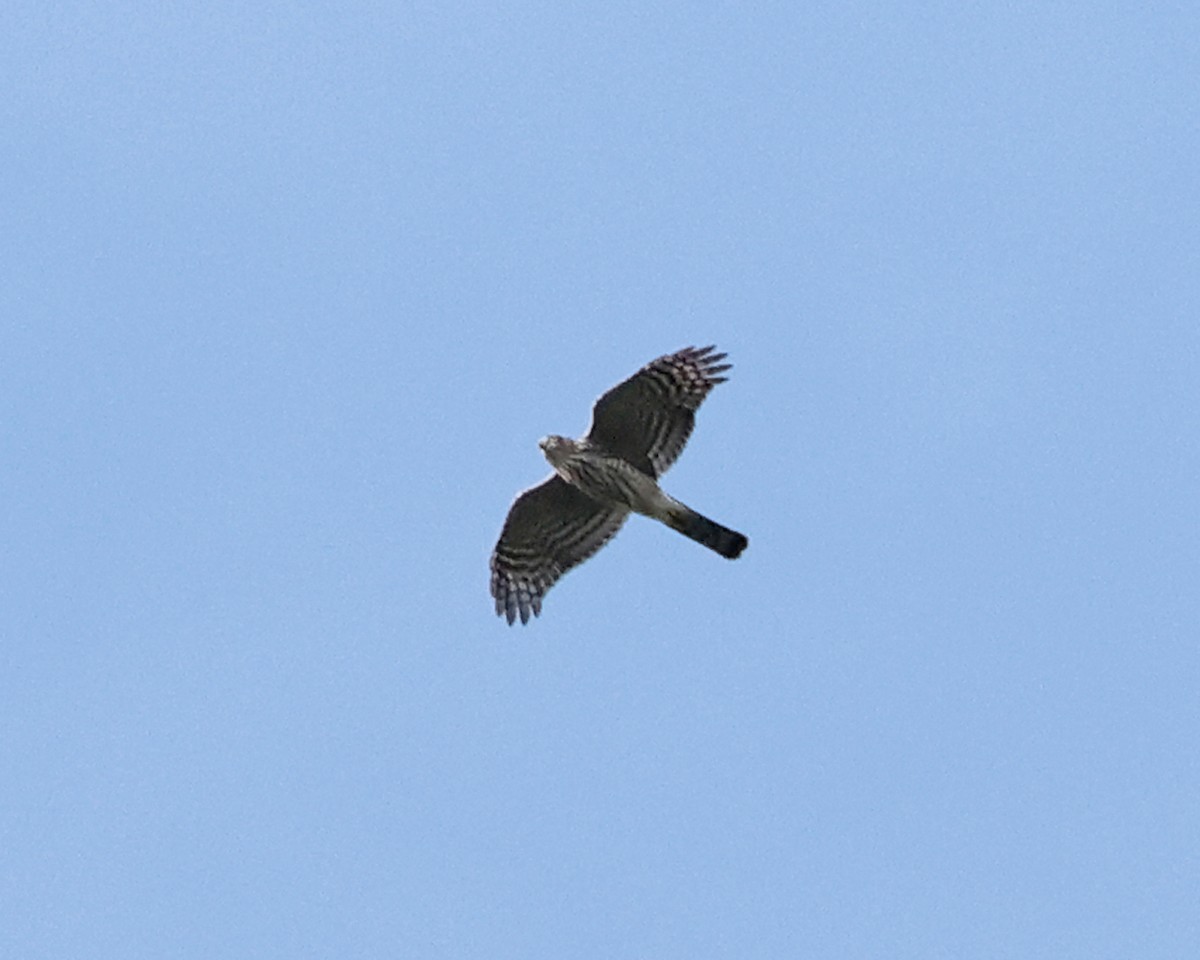 Sharp-shinned Hawk - ML624240549