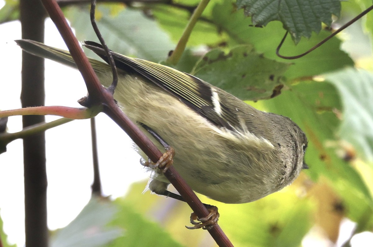 Ruby-crowned Kinglet - ML624240550