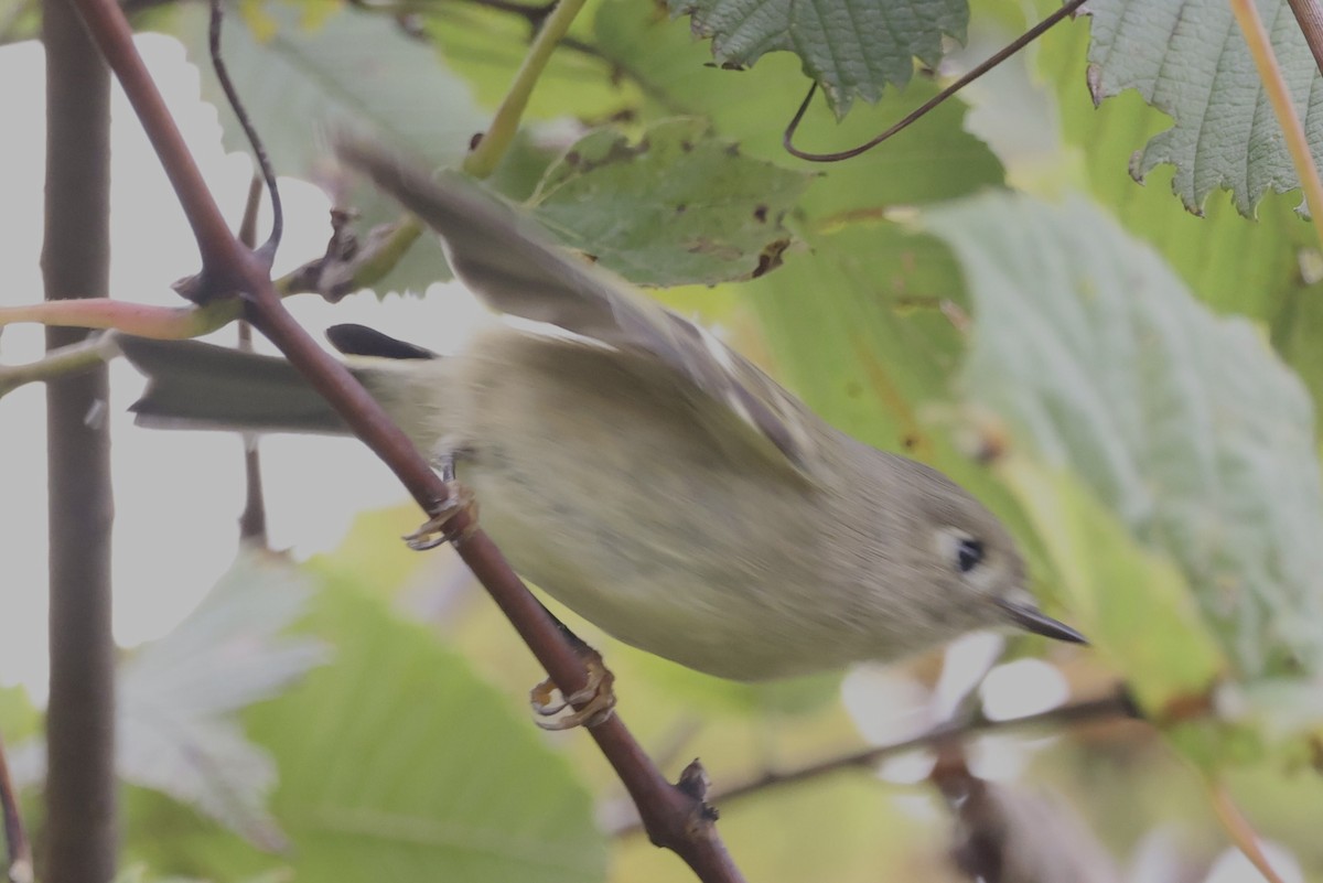 Ruby-crowned Kinglet - ML624240551