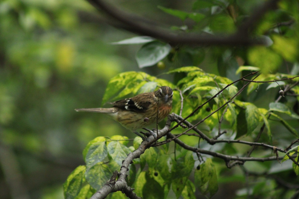 Rose-breasted Grosbeak - ML624240553