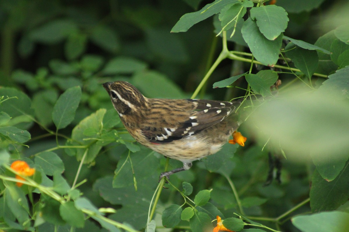 Rose-breasted Grosbeak - ML624240554