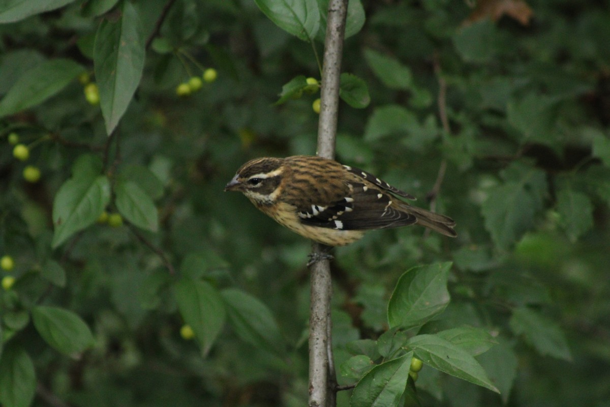 Rose-breasted Grosbeak - ML624240555