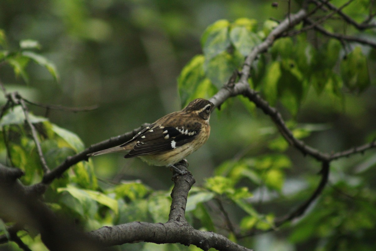 Rose-breasted Grosbeak - ML624240556