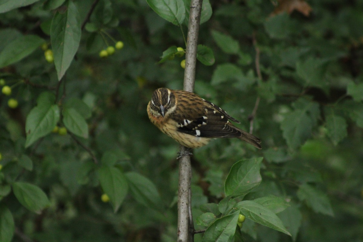 Rose-breasted Grosbeak - ML624240557