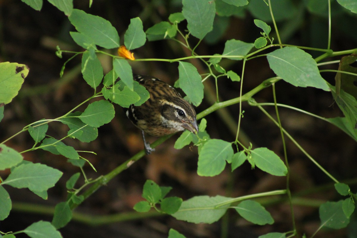 Rose-breasted Grosbeak - Jennifer Burko