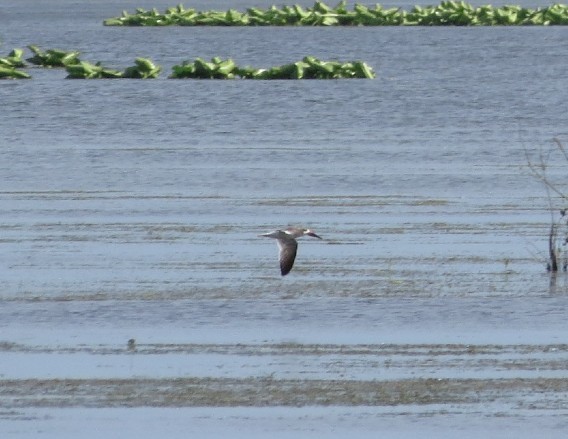 Black Skimmer - ML624240559