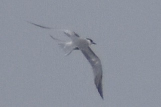 Common Tern - ML624240561