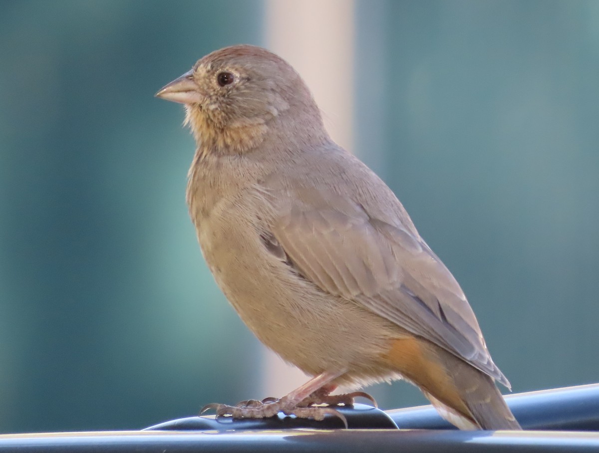 Canyon Towhee - ML624240562