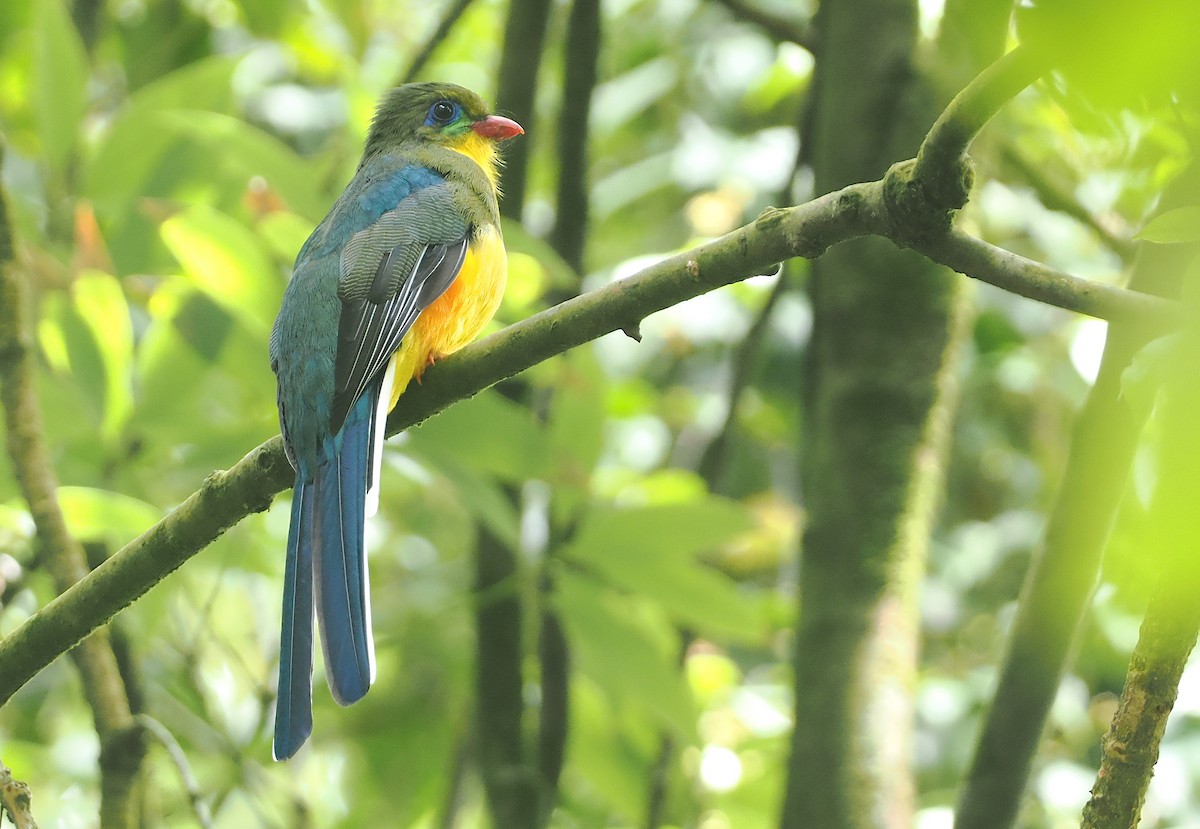 Javan Trogon - ML624240563