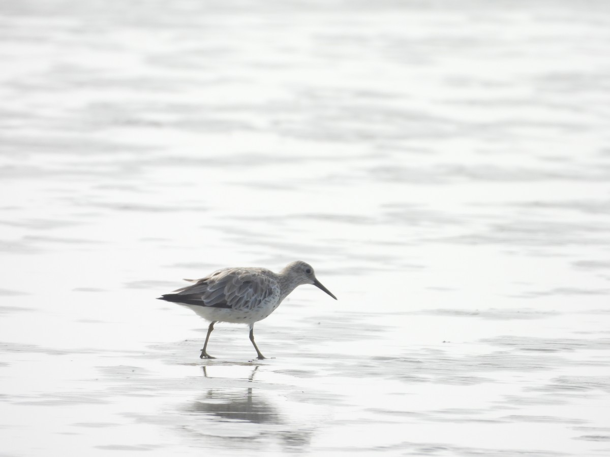 Great Knot - DIGANTA SOVAN  CHAND