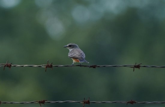 Vermilion Flycatcher - ML624240567