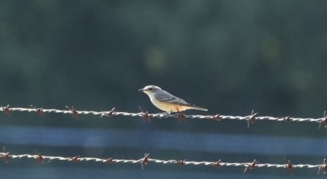 Vermilion Flycatcher - ML624240568