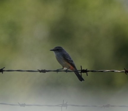 Vermilion Flycatcher - ML624240569