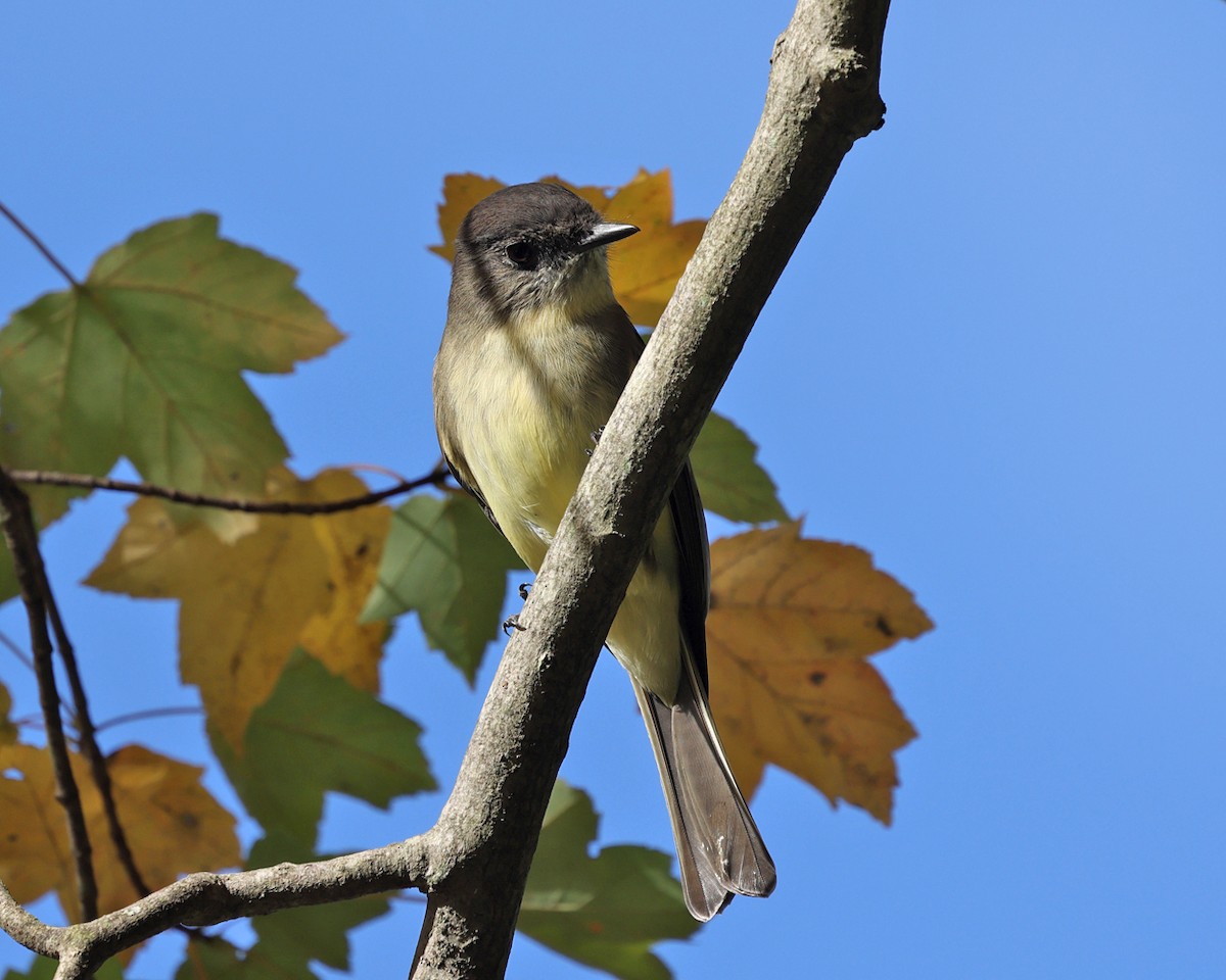 Eastern Phoebe - ML624240570