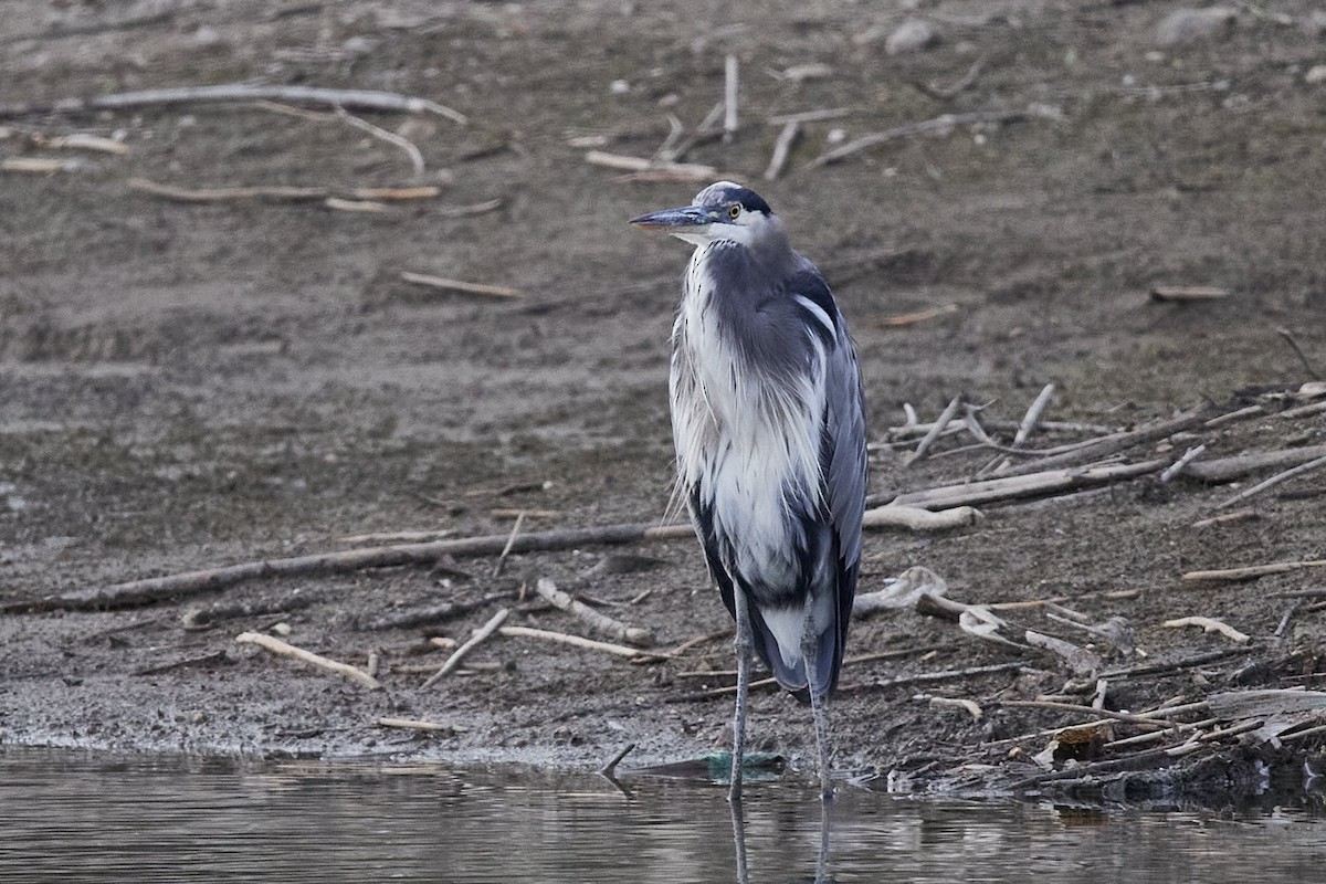 Great Blue Heron - ML624240571