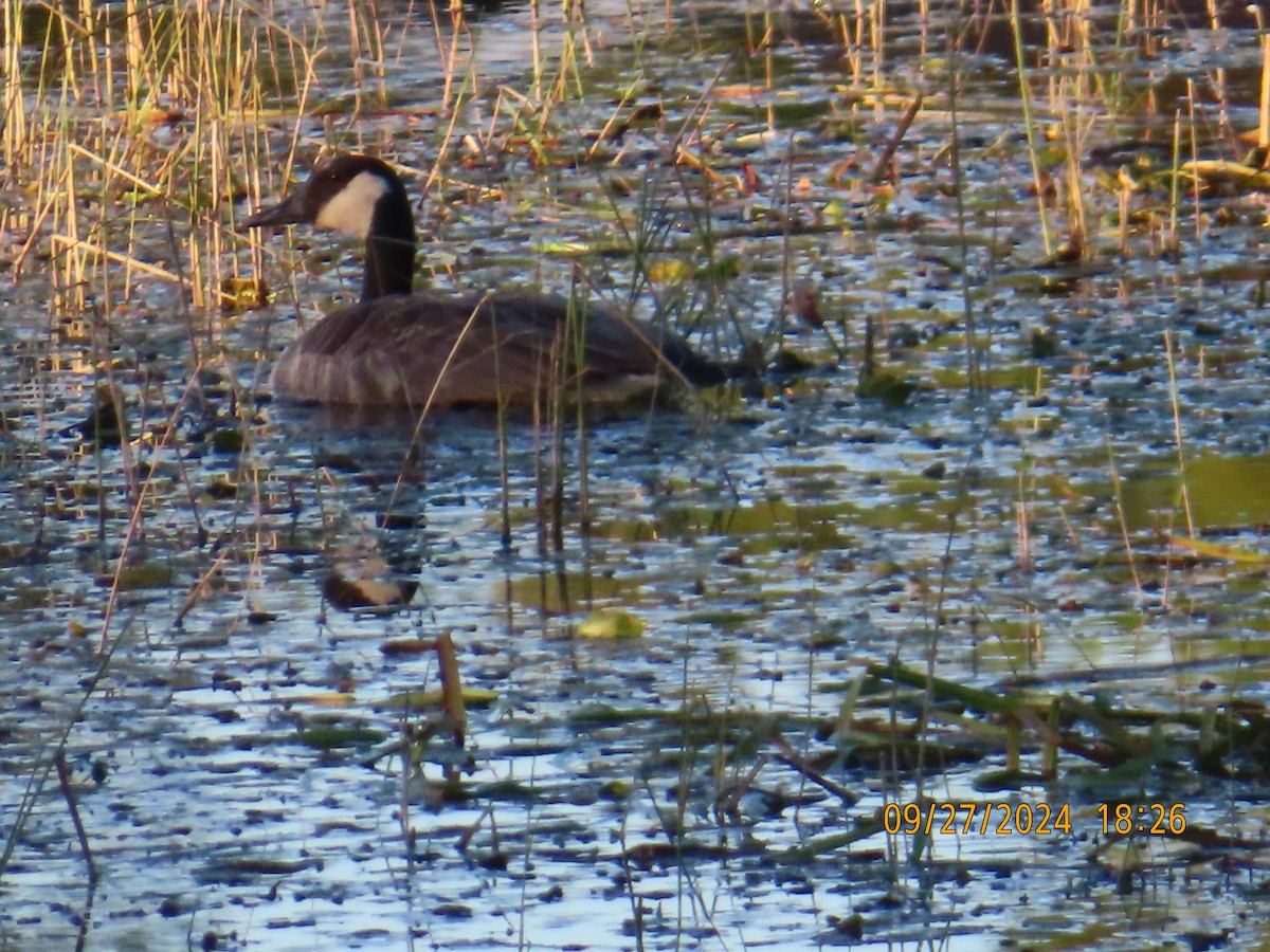 Canada Goose - ML624240572