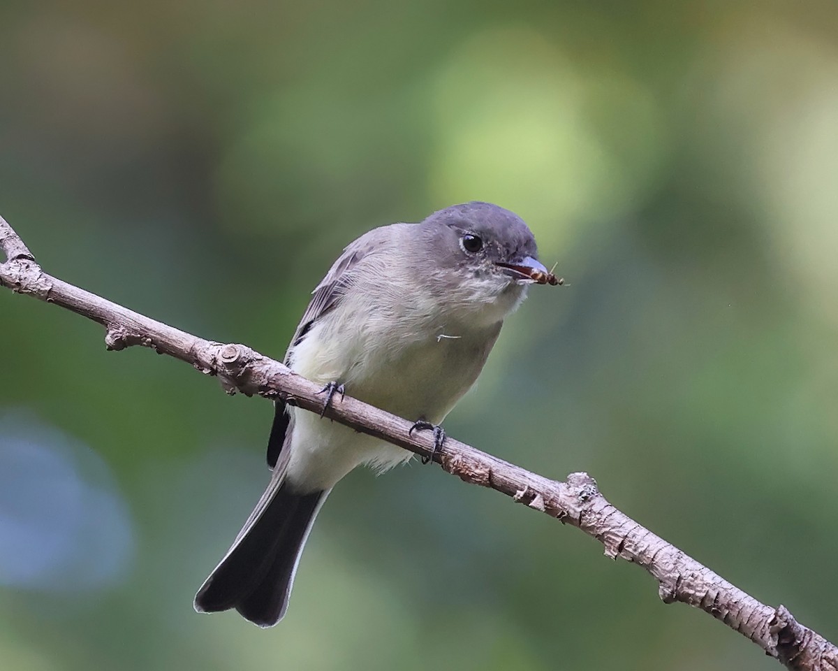 Eastern Phoebe - ML624240573