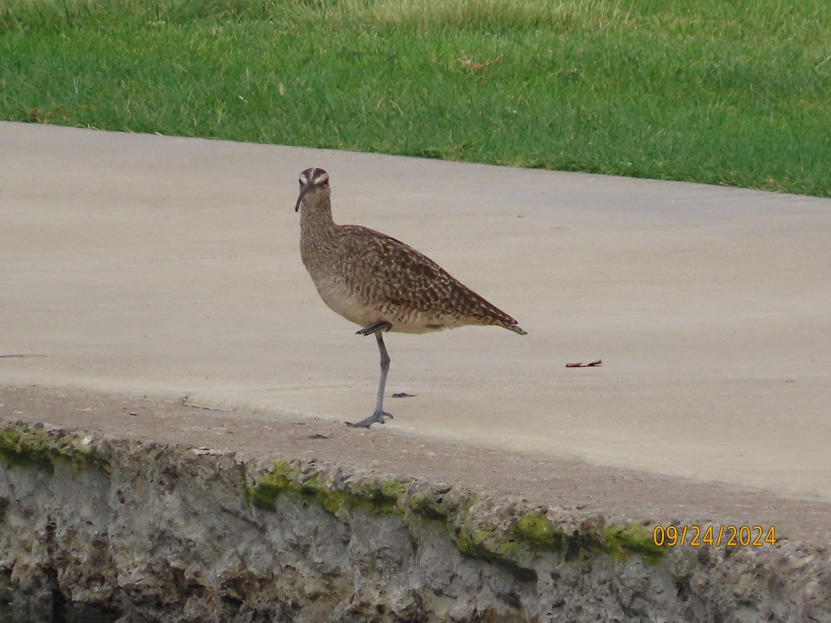 Whimbrel - ML624240575