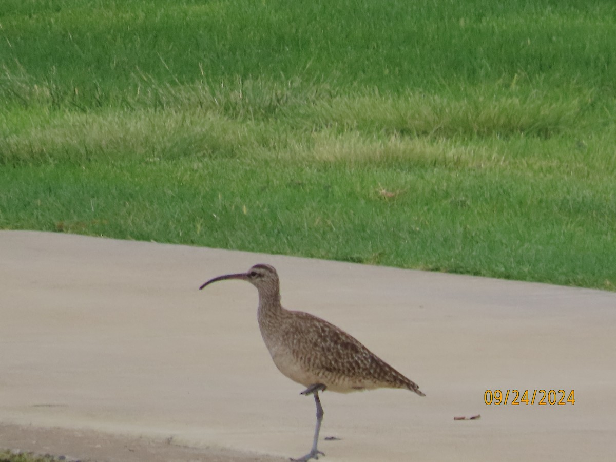 Whimbrel - ML624240576