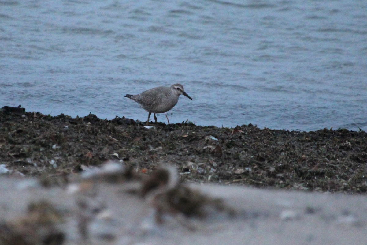 Red Knot - Steve Charbonneau