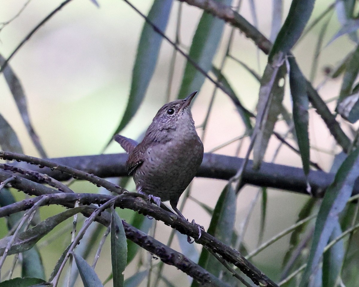 House Wren - ML624240582