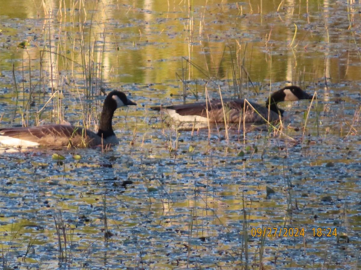 Canada Goose - ML624240583