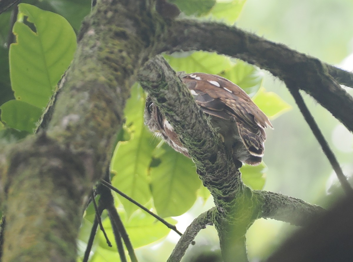 Javan Owlet - ML624240607