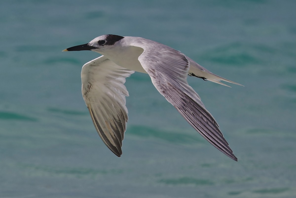 Sandwich Tern - ML624240615