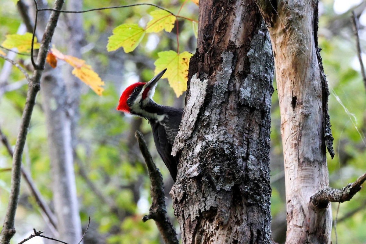 Pileated Woodpecker - ML624240616