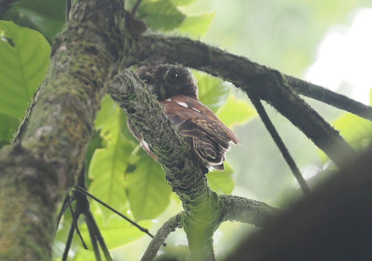 Javan Owlet - ML624240618