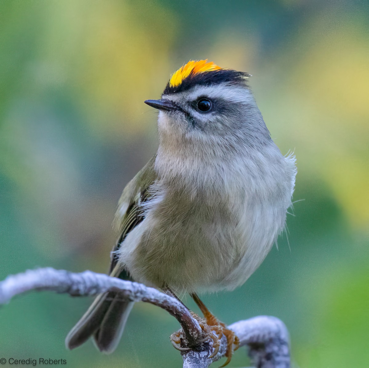 Golden-crowned Kinglet - ML624240632