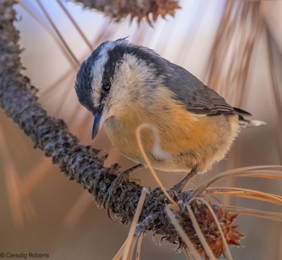 Red-breasted Nuthatch - ML624240637