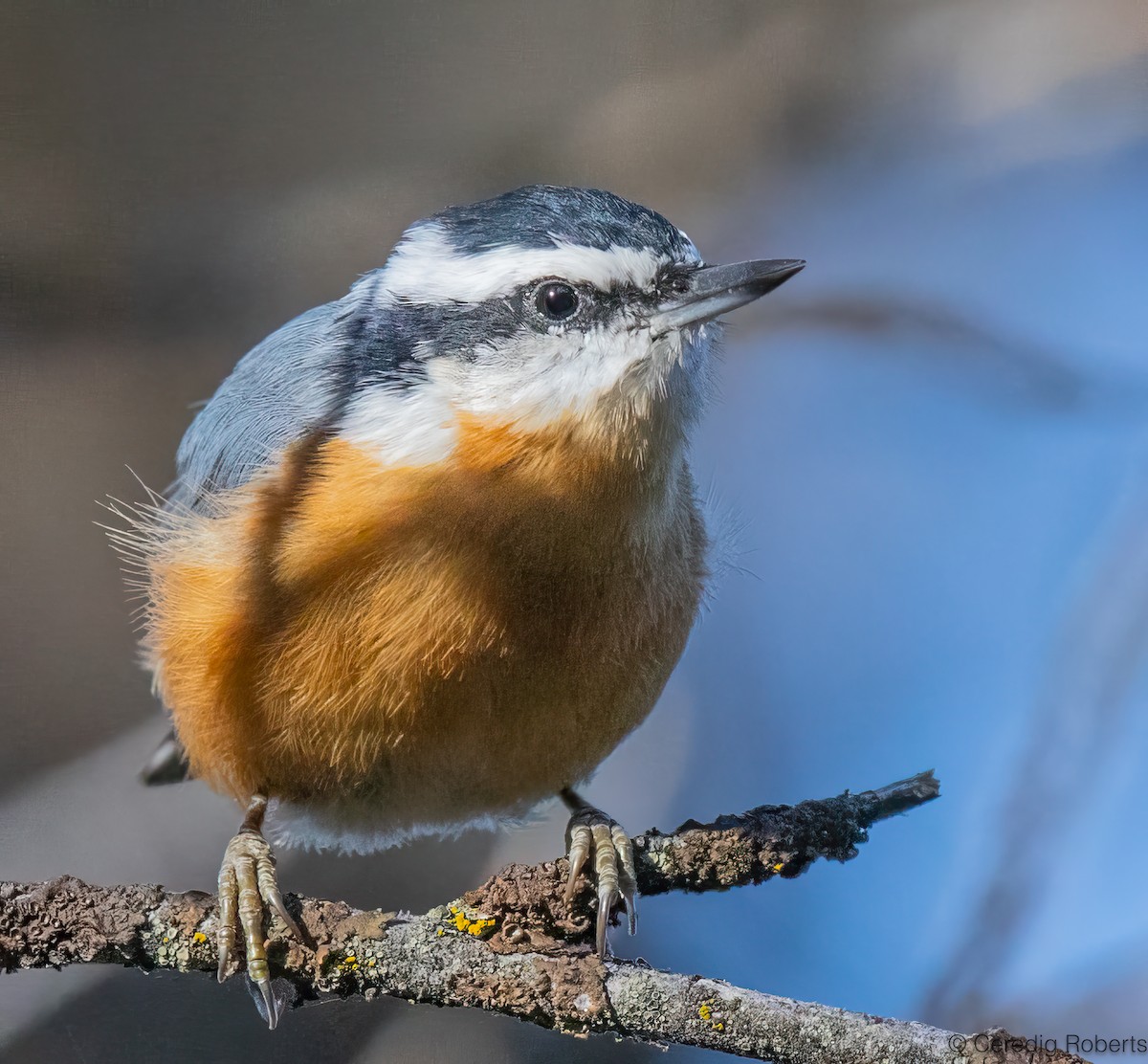 Red-breasted Nuthatch - ML624240638