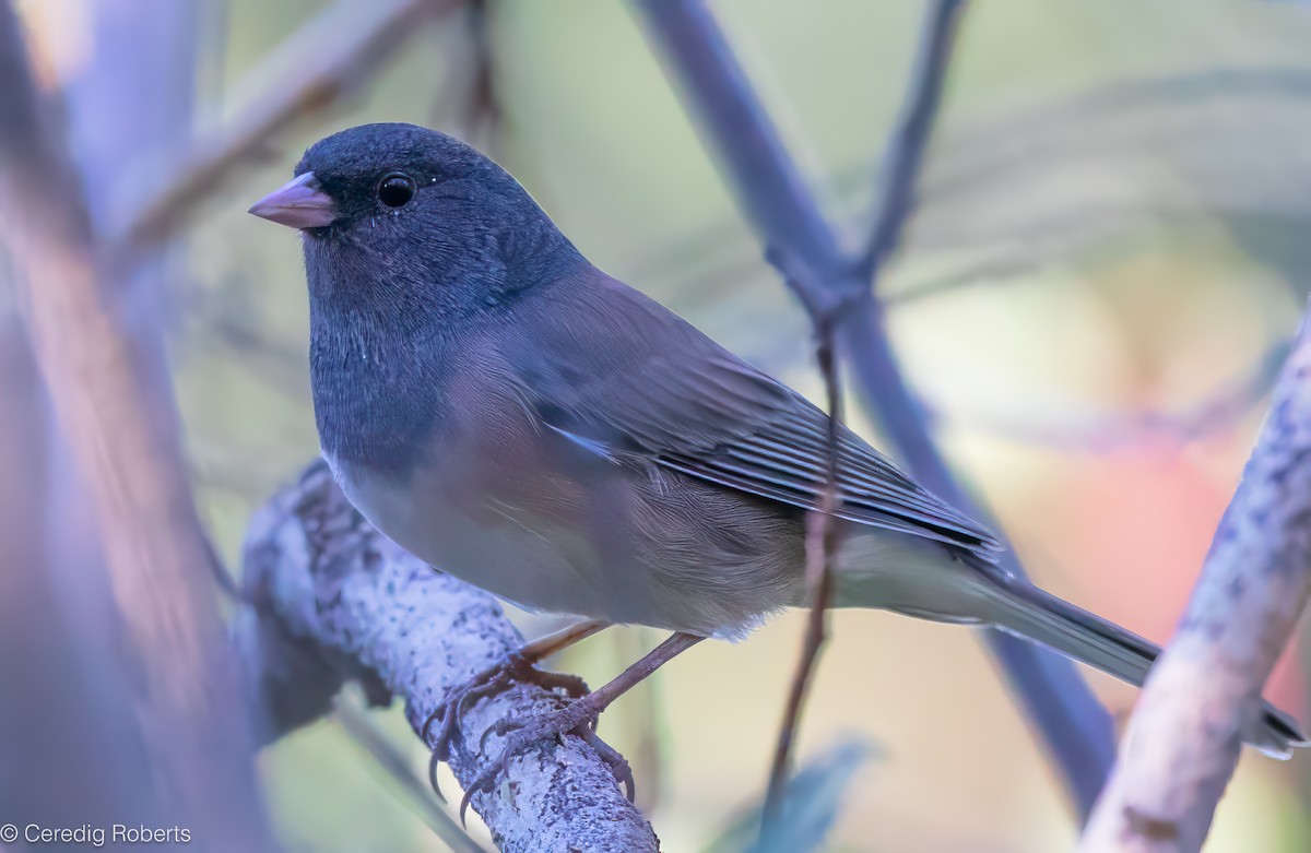 Dark-eyed Junco - ML624240648