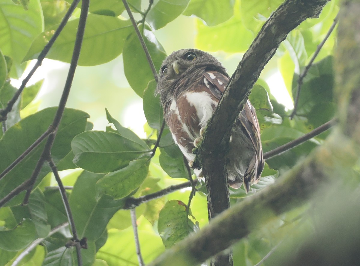 Javan Owlet - ML624240649