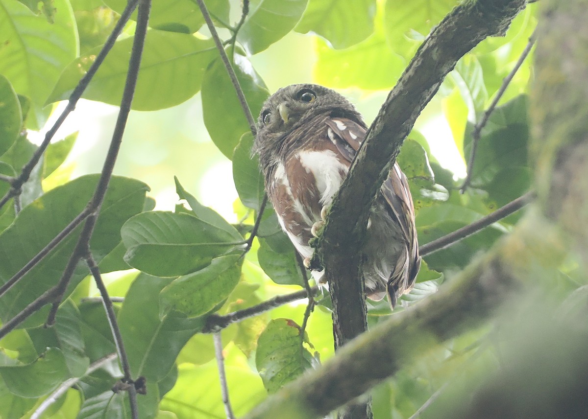 Javan Owlet - ML624240661