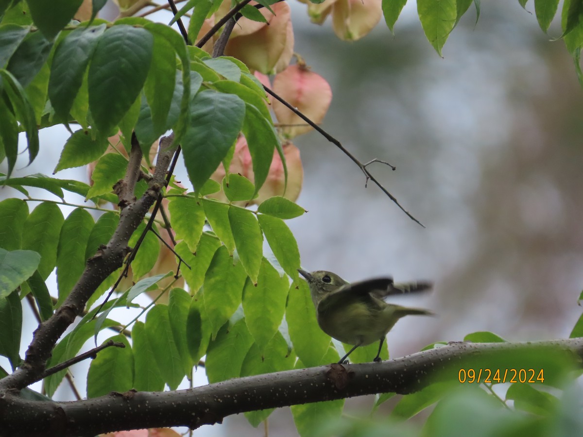 eikevireo - ML624240668