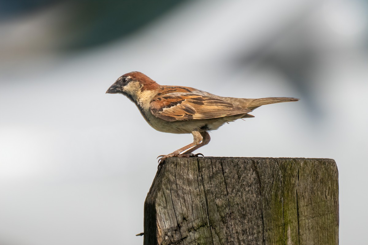 Moineau domestique - ML624240690