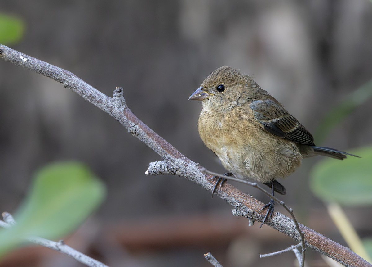 Lazuli Bunting - ML624240693