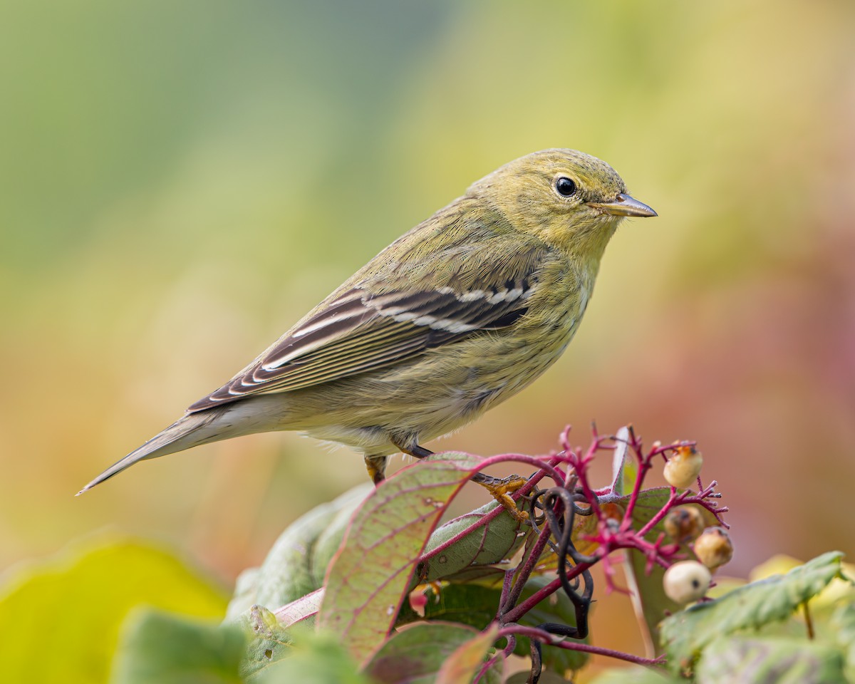 Blackpoll Warbler - Ryan Sanderson