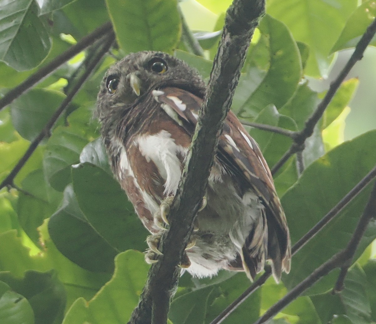 Javan Owlet - ML624240743