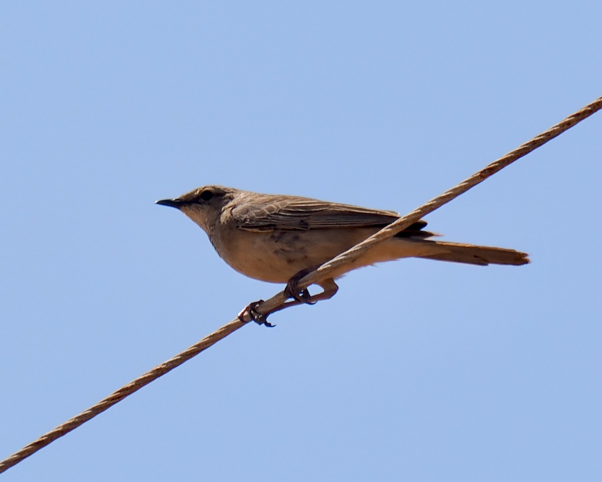 Rufous Songlark - ML624240770