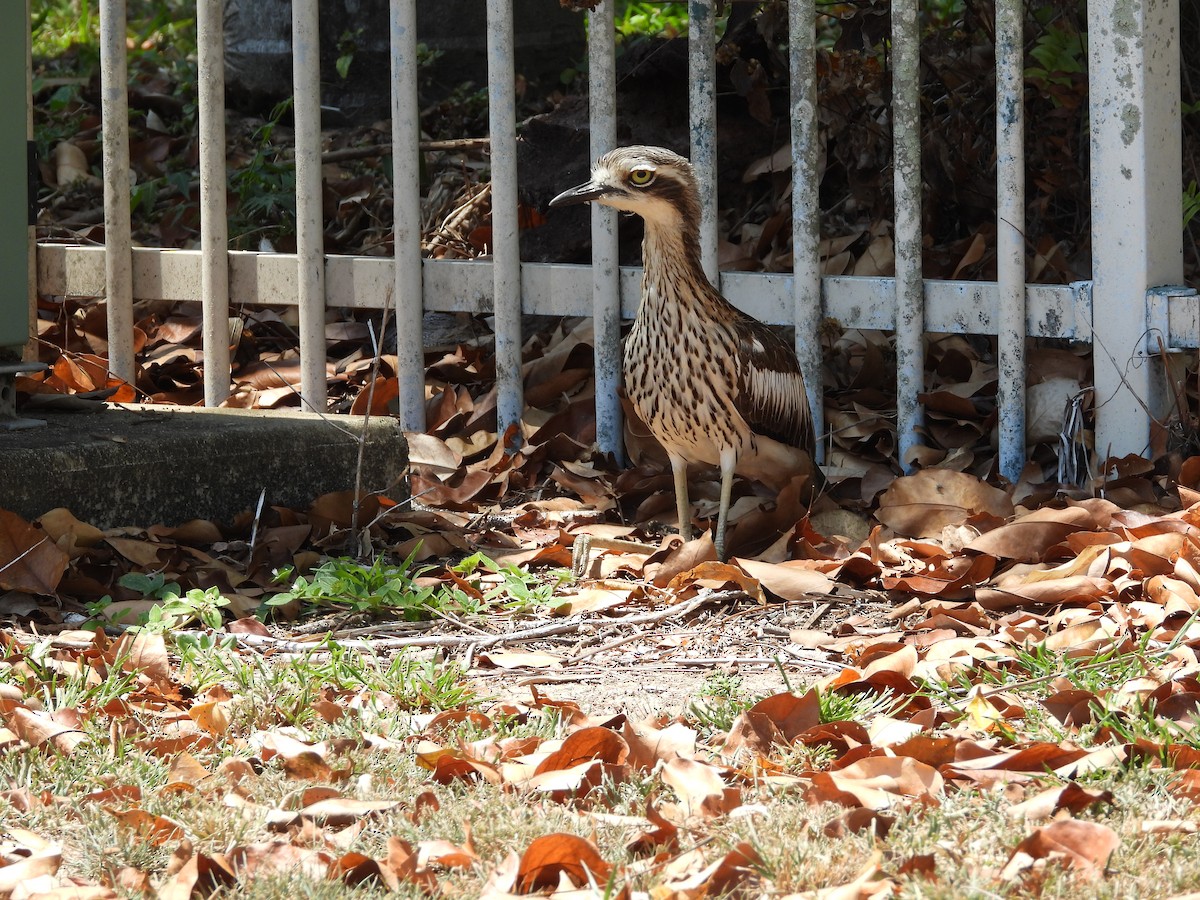 Bush Thick-knee - Monica Mesch