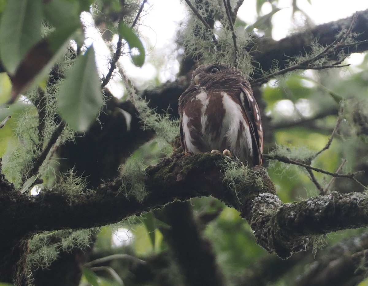 Javan Owlet - ML624240787