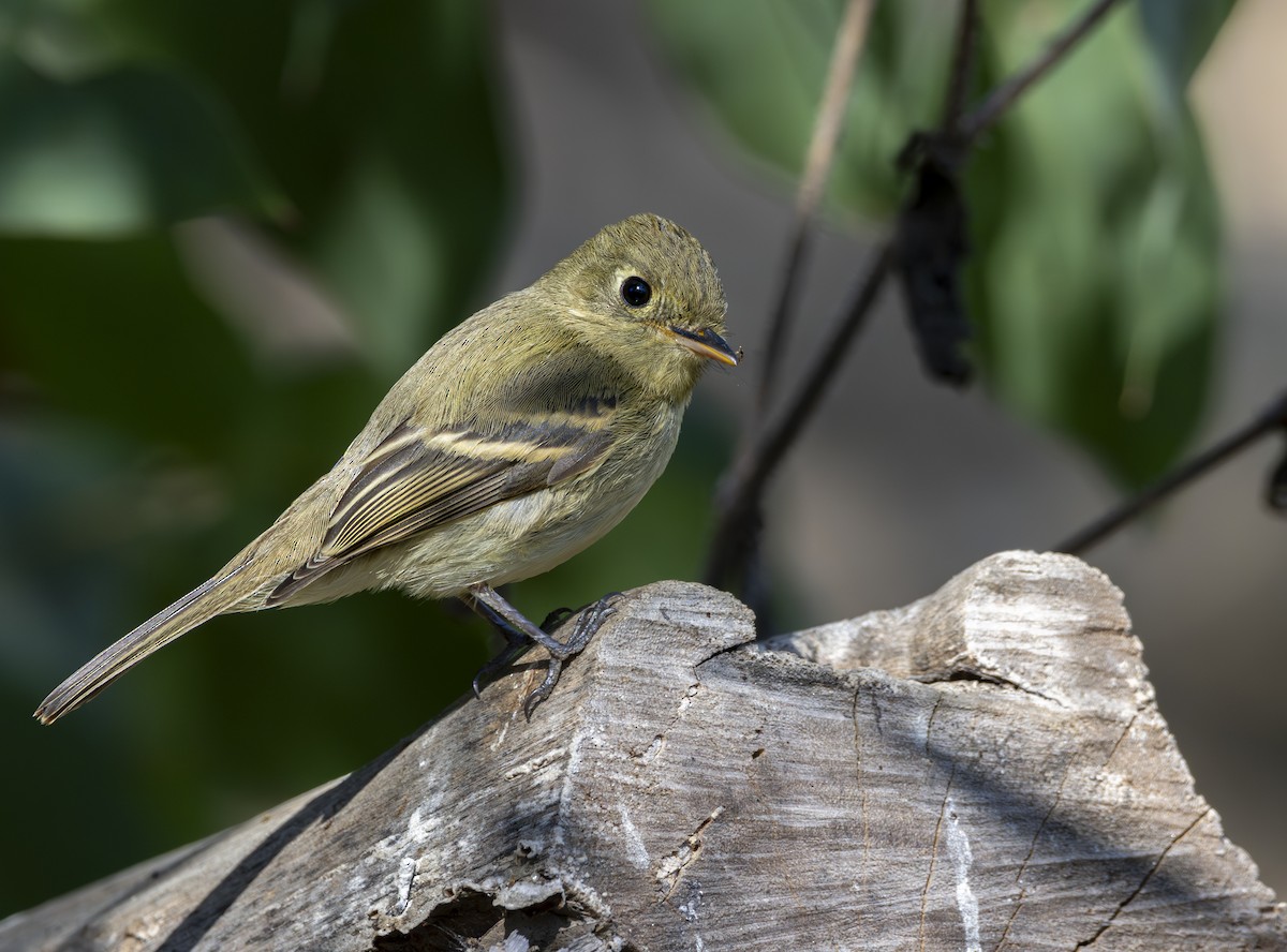 Western Flycatcher - ML624240798