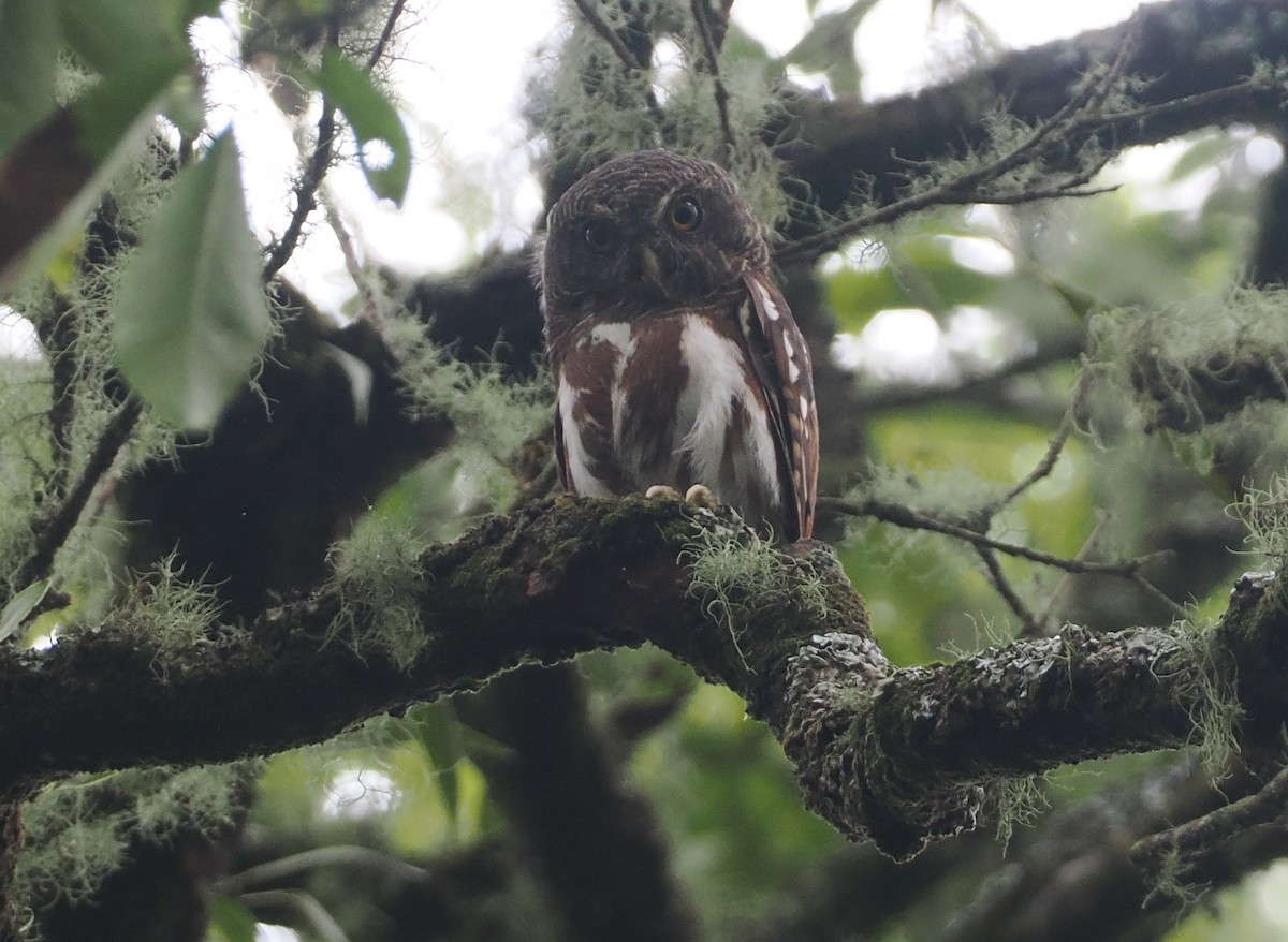 Javan Owlet - Stephan Lorenz